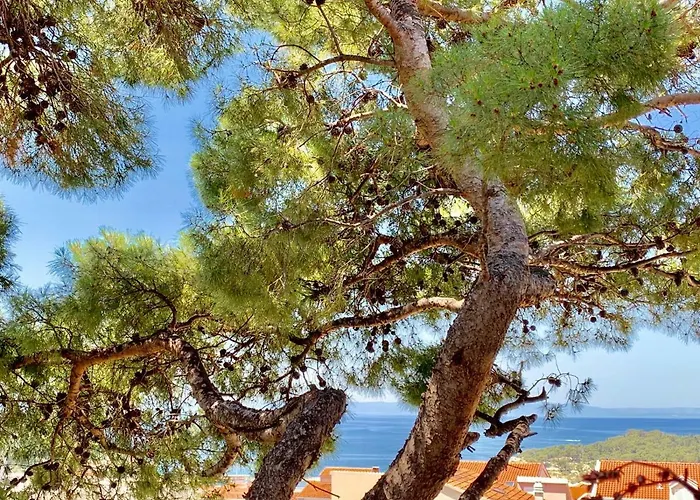 17 Pines